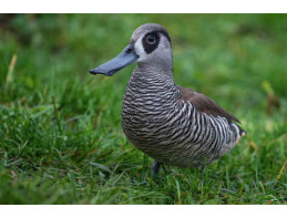 Pink Eared Ducks